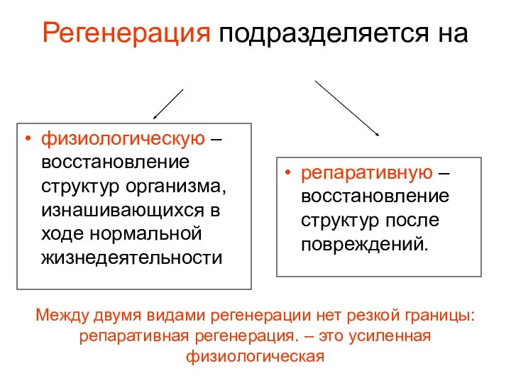 Регенерация подразделяется на физиологическую – восстановление структур организма, изнашивающихся в ходе