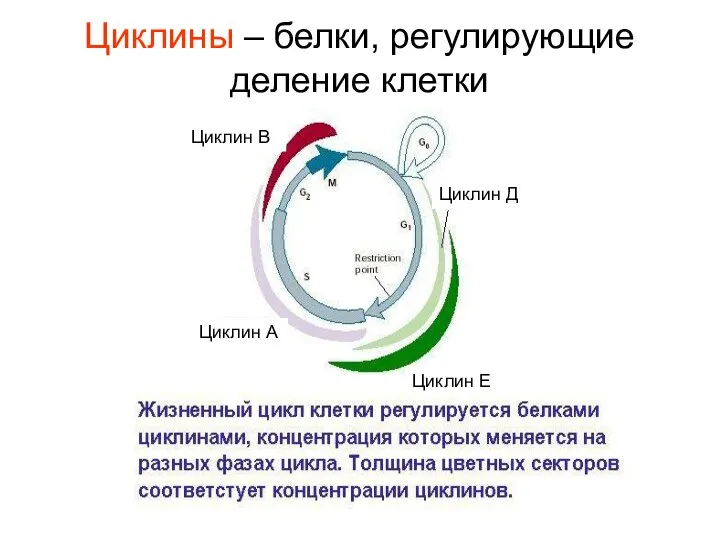 Циклин Е Циклин Д Циклин А Циклин В Циклины – белки, регулирующие деление клетки