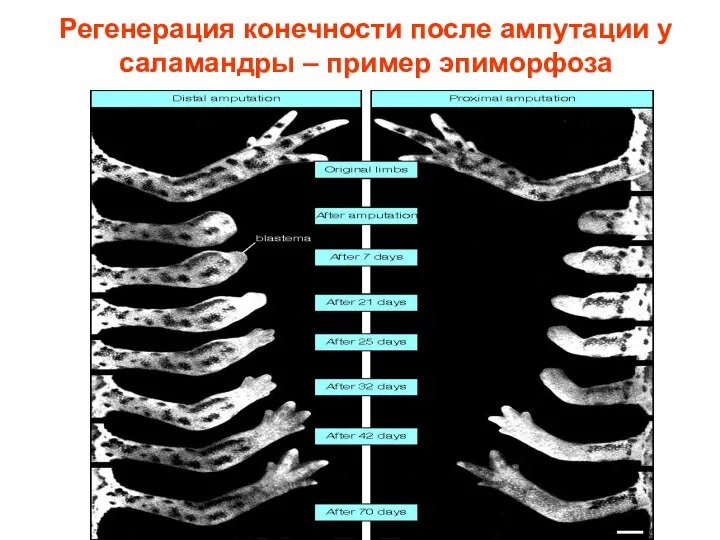 Регенерация конечности после ампутации у саламандры – пример эпиморфоза