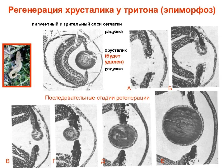 хрусталик (будет удален) радужка радужка Регенерация хрусталика у тритона (эпиморфоз) Последовательные