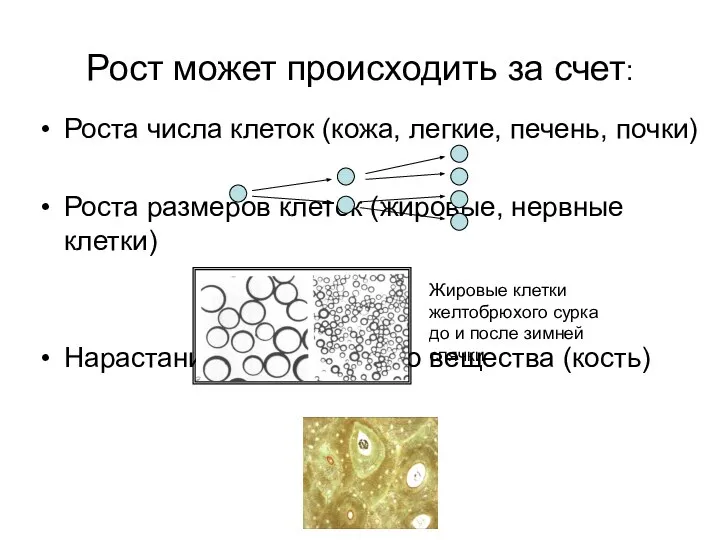 Рост может происходить за счет: Роста числа клеток (кожа, легкие, печень,