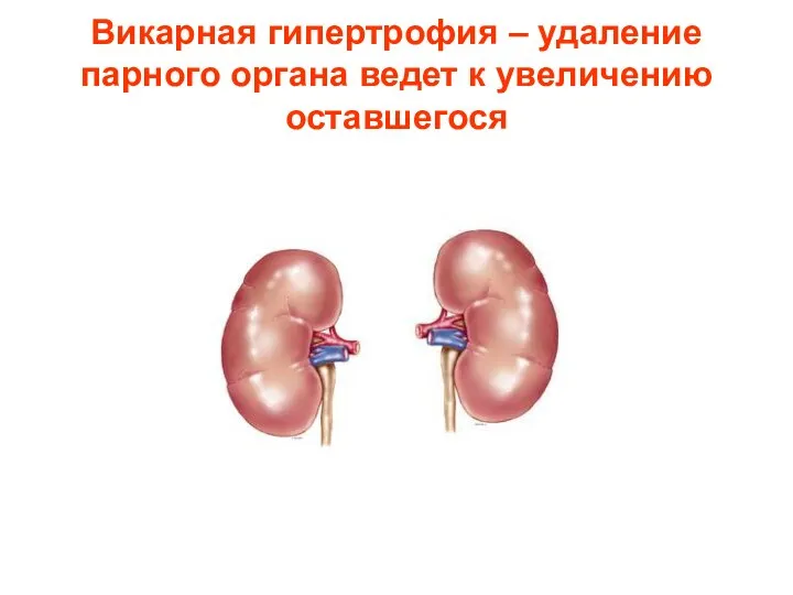 Викарная гипертрофия – удаление парного органа ведет к увеличению оставшегося