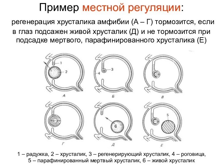 Пример местной регуляции: регенерация хрусталика амфибии (А – Г) тормозится, если