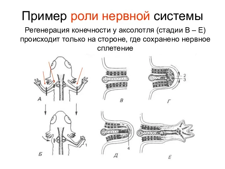 Пример роли нервной системы Регенерация конечности у аксолотля (стадии В –