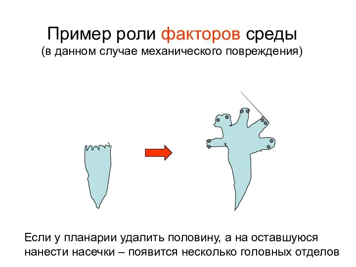 Пример роли факторов среды (в данном случае механического повреждения) Если у