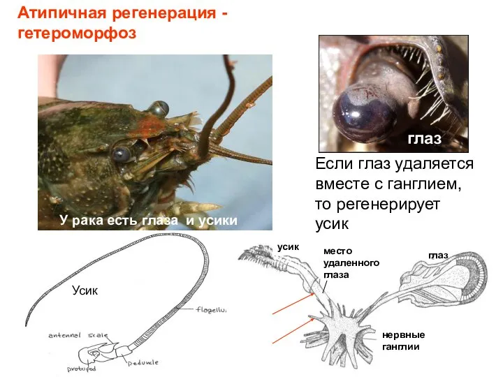 У рака есть глаза и усики Если глаз удаляется вместе с