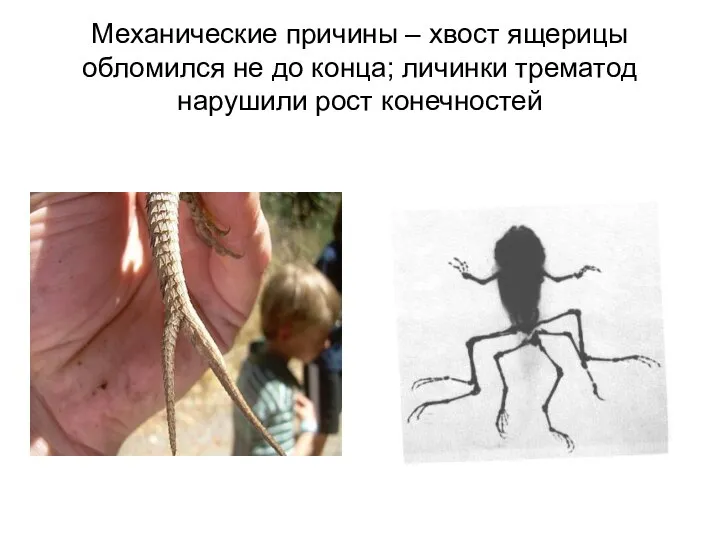 Механические причины – хвост ящерицы обломился не до конца; личинки трематод нарушили рост конечностей