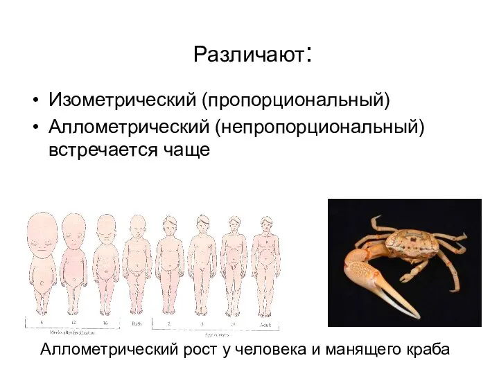 Различают: Изометрический (пропорциональный) Аллометрический (непропорциональный) встречается чаще Аллометрический рост у человека и манящего краба