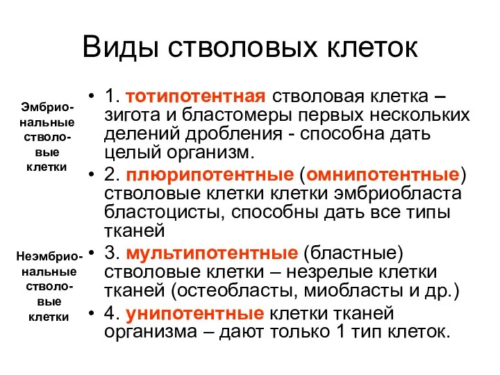 Виды стволовых клеток 1. тотипотентная стволовая клетка – зигота и бластомеры