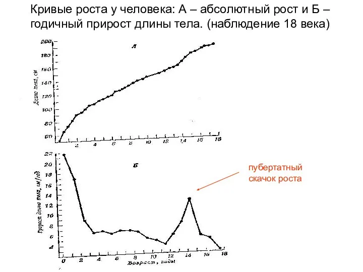 Кривые роста у человека: А – абсолютный рост и Б –