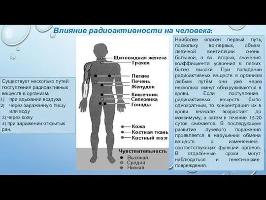 Влияние радиоактивности на человека: Существует несколько путей поступления радиоактивных веществ в