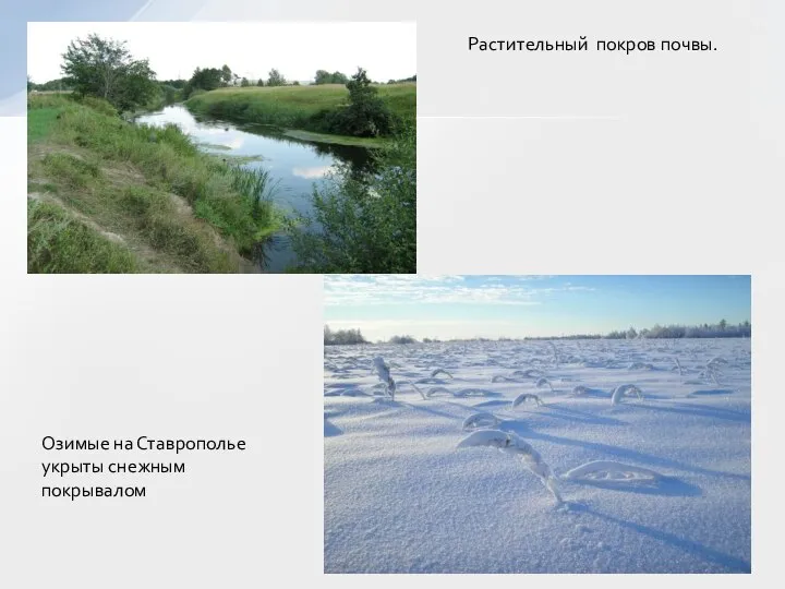 Озимые на Ставрополье укрыты снежным покрывалом Растительный покров почвы.