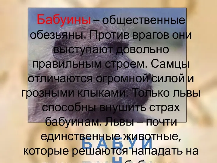 Б а б у и н Бабуины – общественные обезьяны. Против