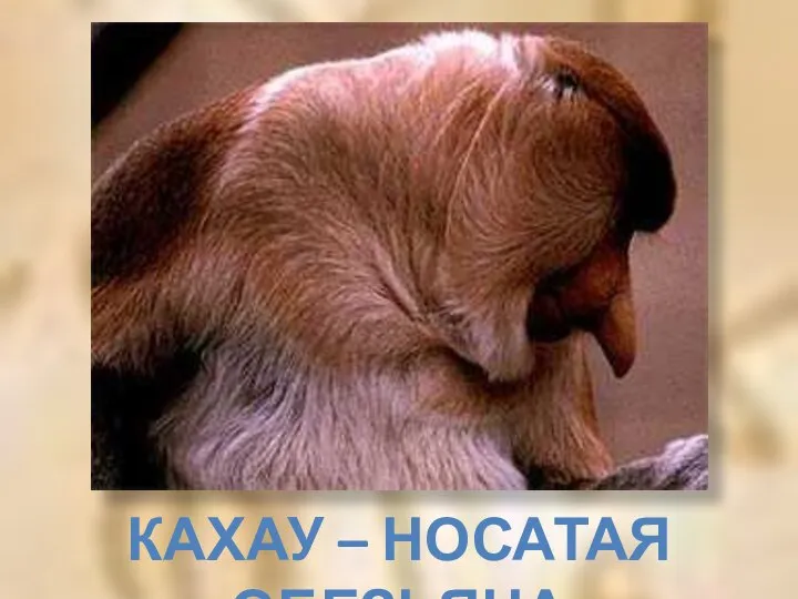 Кахау – носатая обезьяна