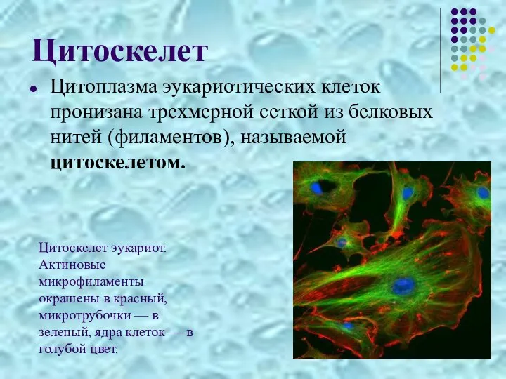 Цитоскелет Цитоплазма эукариотических клеток пронизана трехмерной сеткой из белковых нитей (филаментов),
