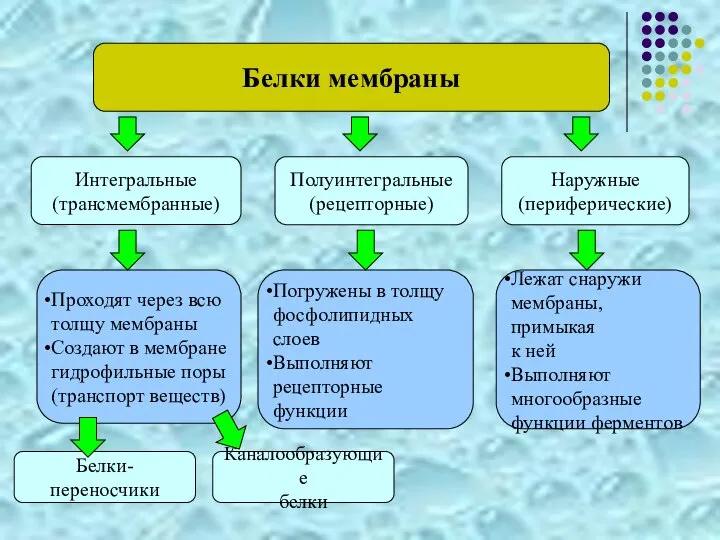 Белки мембраны Интегральные (трансмембранные) Наружные (периферические) Полуинтегральные (рецепторные) Проходят через всю