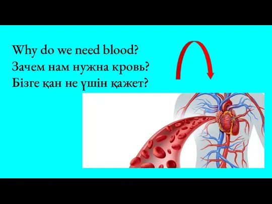 Why do we need blood? Зачем нам нужна кровь? Бізге қан не үшін қажет?