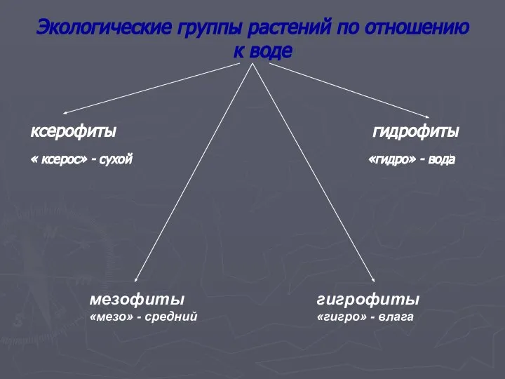 Экологические группы растений по отношению к воде ксерофиты гидрофиты « ксерос»