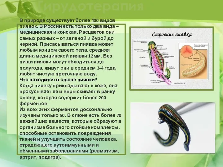 Гирудотерапия В природе существует более 400 видов пиявок. В России есть