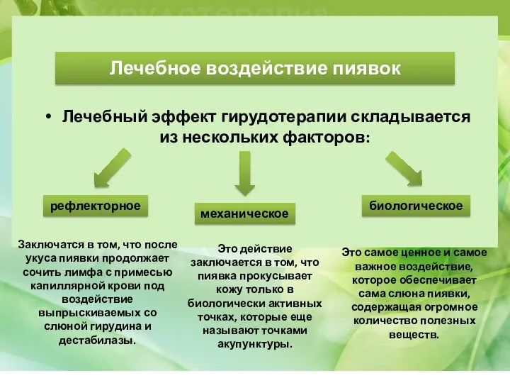 Гирудотерапия Лечебное воздействие пиявок Лечебный эффект гирудотерапии складывается из нескольких факторов: