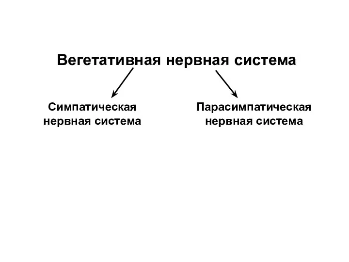 Вегетативная нервная система Симпатическая нервная система Парасимпатическая нервная система