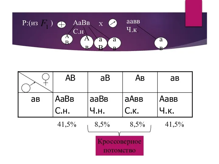 Р:(из ) АаВв С.н. Х аавв Ч.к. 41,5% 8,5% 8,5% 41,5% Кроссоверное потомство