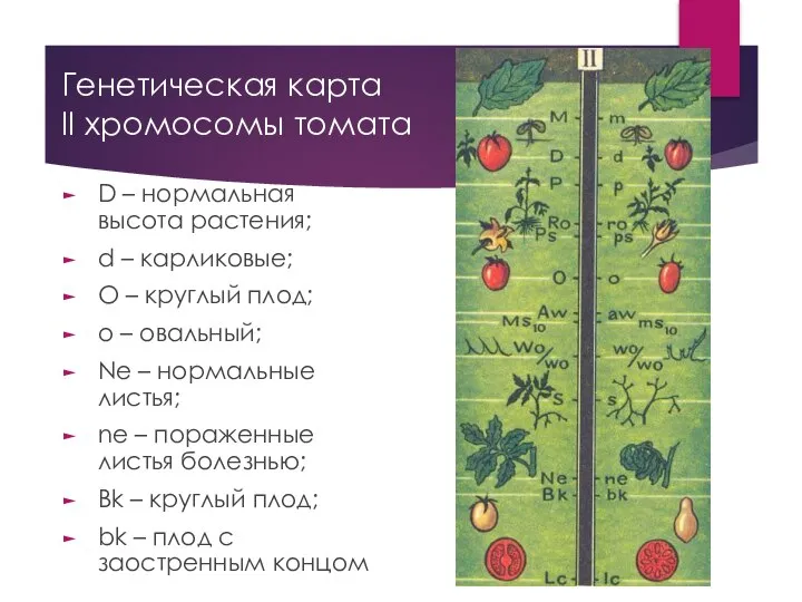 Генетическая карта II хромосомы томата D – нормальная высота растения; d