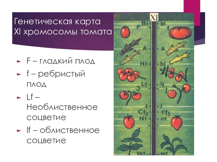 Генетическая карта ХI хромосомы томата F – гладкий плод f –