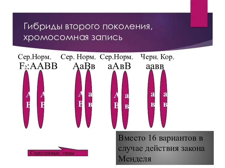 Гибриды второго поколения, хромосомная запись F2:ААВВ АаВв аАвВ аавв А В