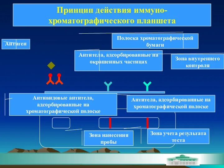 Антитела, адсорбированные на окрашенных частицах Антитела, адсорбированные на хроматографической полоске Антивидовые