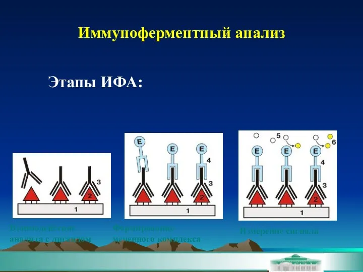 Иммуноферментный анализ Этапы ИФА: Взаимодействие аналита с лигандом Формирование меченного комплекса Измерение сигнала