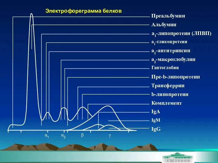 Электрофореграмма белков