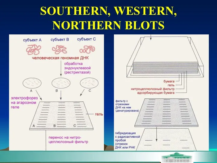 SOUTHERN, WESTERN, NORTHERN BLOTS