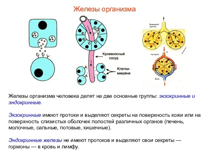 Железы организма человека делят на две основные группы: экзокринные и эндокринные.