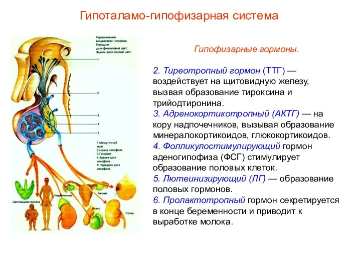 Гипофизарные гормоны. 2. Тиреотропный гормон (ТТГ) — воздействует на щитовидную железу,