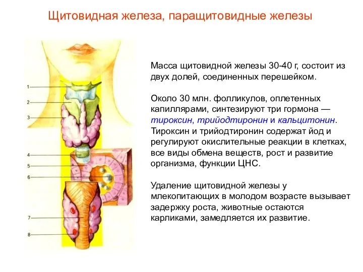 Масса щитовидной железы 30-40 г, состоит из двух долей, соединенных перешейком.