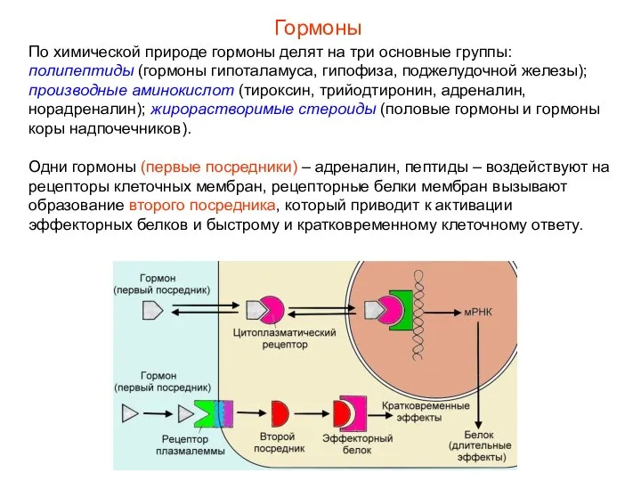 По химической природе гормоны делят на три основные группы: полипептиды (гормоны