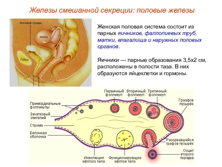Женская половая система состоит из парных яичников, фаллопиевых труб, матки, влагалища