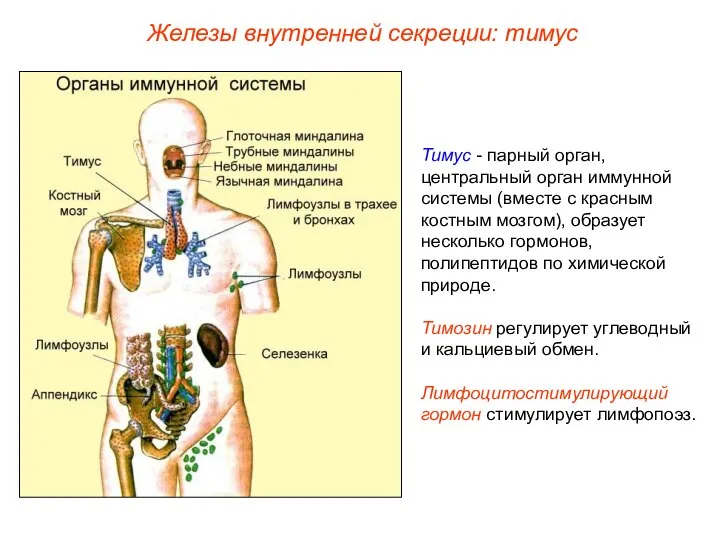 Тимус - парный орган, центральный орган иммунной системы (вместе с красным