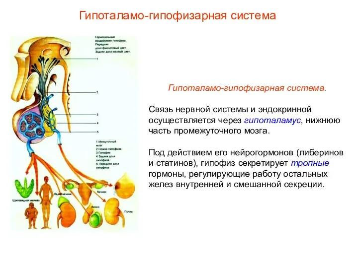 Гипоталамо-гипофизарная система. Связь нервной системы и эндокринной осуществляется через гипоталамус, нижнюю