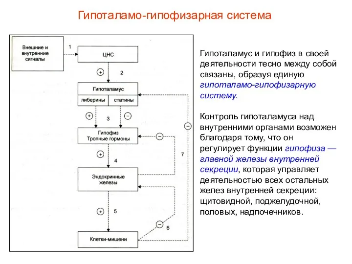 Гипоталамус и гипофиз в своей деятельности тесно между собой связаны, образуя