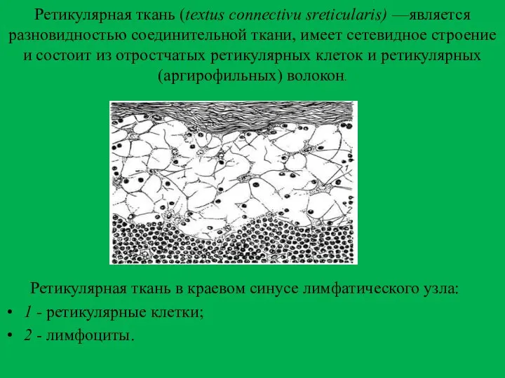 Ретикулярная ткань (textus connectivu sreticularis) —является разновидностью соединительной ткани, имеет сетевидное