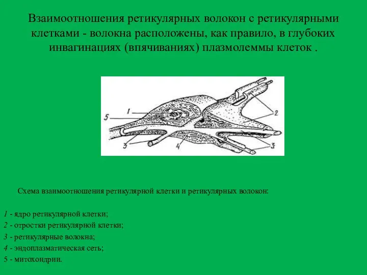 Взаимоотношения ретикулярных волокон с ретикулярными клетками - волокна расположены, как правило,