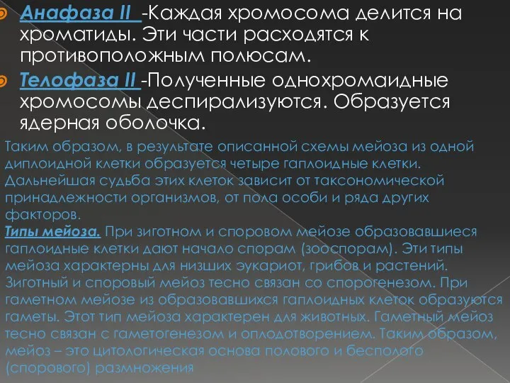 Анафаза II -Каждая хромосома делится на хроматиды. Эти части расходятся к