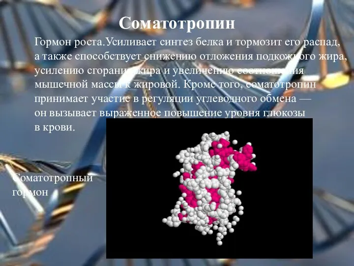 Соматотропин Гормон роста.Усиливает синтез белка и тормозит его распад, а также