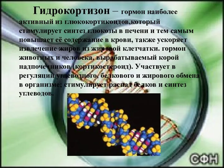 Гидрокортизон – гормон наиболее активный из глюкокортикоидов,который стимулирует синтез глюкозы в