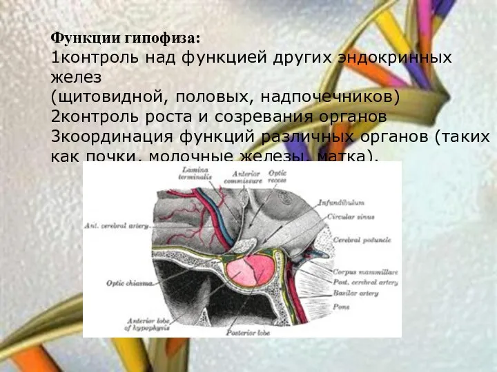 Функции гипофиза: 1контроль над функцией других эндокринных желез (щитовидной, половых, надпочечников)