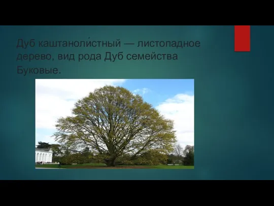 Дуб каштаноли́стный — листопадное дерево, вид рода Дуб семейства Буковые.