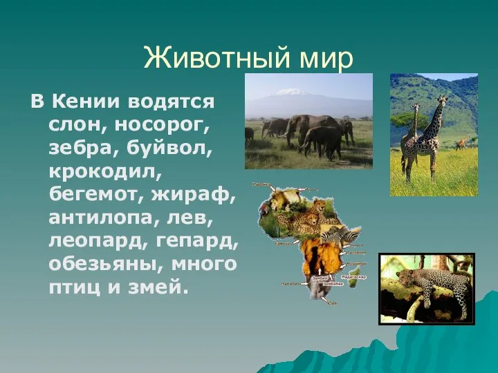 Животный мир В Кении водятся слон, носорог, зебра, буйвол, крокодил, бегемот,