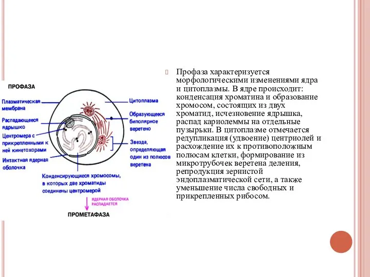 Профаза характеризуется морфологическими изменениями ядра и цитоплазмы. В ядре происходит: конденсация